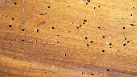 Πώς να αντιμετωπίσετε το σαράκι