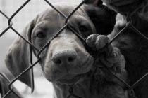 Αλεξανδρούπολη: Σύλληψη 58χρονης για παράνομη εμπορία σκύλων