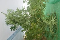 Σύλληψη 80χρονου για καλλιέργεια κάνναβης.