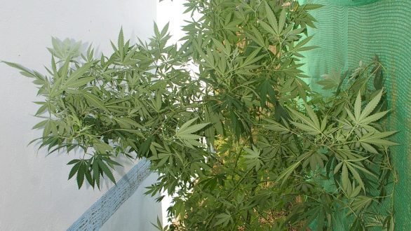 Σύλληψη 80χρονου για καλλιέργεια κάνναβης.