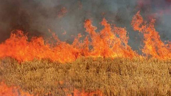 Φωτιά σε δασική έκταση στην Αλεξανδρούπολη από υπαίθρια ψησταριά