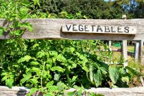 Τα λαχανικά που θα σας βοηθήσουν να χάσετε βάρος