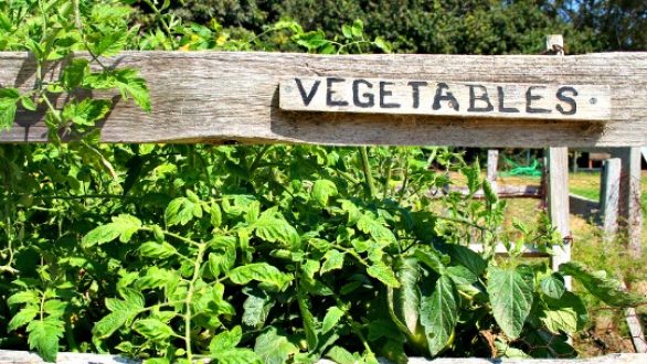 Τι φυτεύουμε, καλλιεργούμε και τρώμε τον Ιούνιο