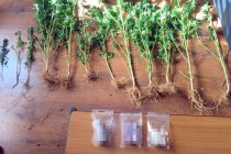 Σύλληψη 52χρονου για καλλιέργεια  κάνναβης