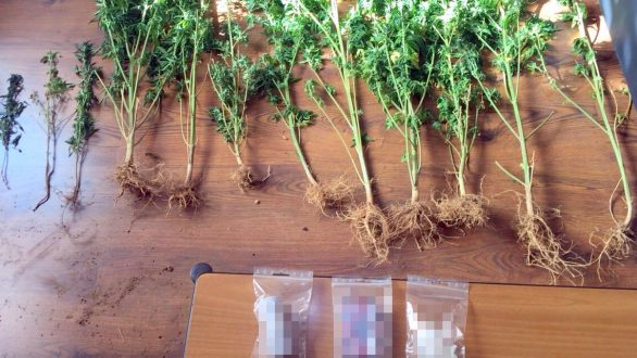 Σύλληψη 52χρονου για καλλιέργεια  κάνναβης