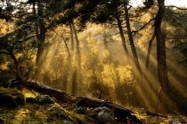 Δημοπράτηση για την εγκατάσταση συστήματος έγκαιρης ανίχνευσης πυρκαγιών στο δάσος Δαδιάς-Λευκίμης-Σουφλίου