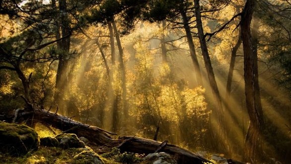 Ημέρα Χωρίς Αυτοκίνητο στο δάσος της Δαδιάς