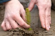 Δενδροφύτευση από μικρά παιδιά στην Αλεξανδρούπολη
