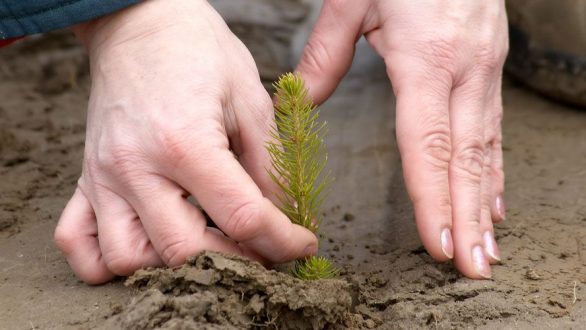 Δενδροφύτευση από μικρά παιδιά στην Αλεξανδρούπολη