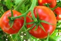 Πώς πρέπει να αποθηκεύετε τις ντομάτες για να διατηρούνται περισσότερο