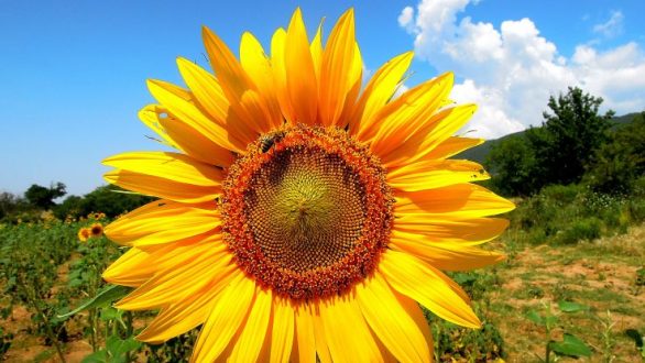 Εγκαίνια για την 21η Πανέβρια Αγροτική Έκθεση Φερών