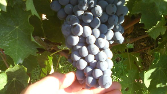 Γιορτή Μούστου στη Μεγάλη Δοξιπάρα