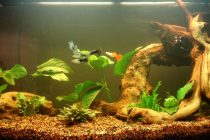 Καθαρίστε γρήγορα και αποτελεσματικά το ενυδρείο σας