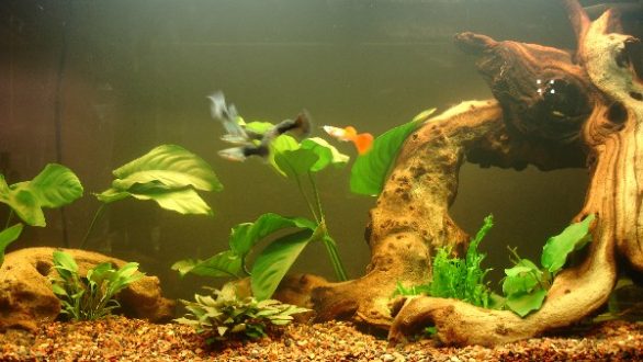 Καθαρίστε γρήγορα και αποτελεσματικά το ενυδρείο σας