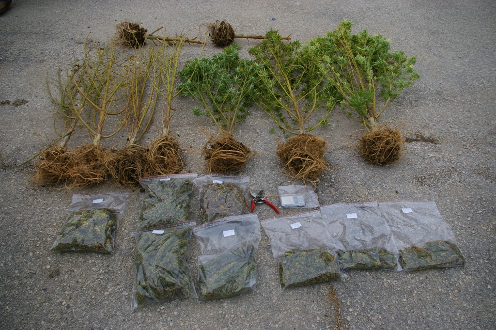 Σύλληψη για καλλιέργεια και διακίνηση κάνναβης στο Φυλάκιο