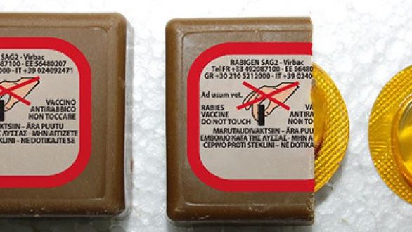 Από 6 Μαΐου οι από αέρος ρίψεις αντιλυσσικών δολωμάτων