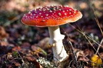 8η Γιορτή Μανιταριών στο Δάσος Δαδιάς