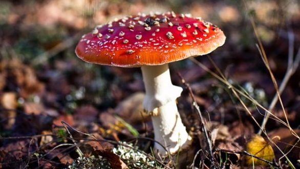 8η Γιορτή Μανιταριών στο Δάσος Δαδιάς