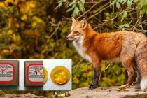 Εμβολιασμοί των κόκκινων αλεπούδων για τον ιό της λύσσας