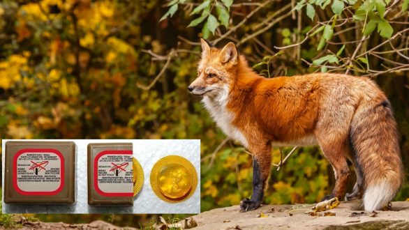 Ξεκινάει η εμβολιακή καμπάνια των αλεπούδων για τον ιό της Λύσσας