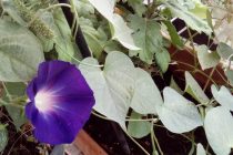 Οκτώ λουλούδια που μπορείς να φυτέψεις σε γλάστρες στο μπαλκόνι σου