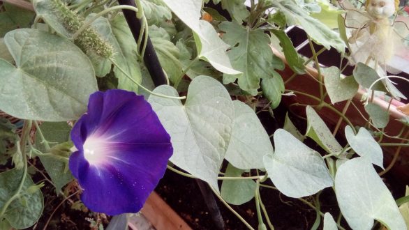Οκτώ λουλούδια που μπορείς να φυτέψεις σε γλάστρες στο μπαλκόνι σου