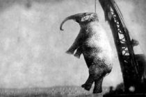 Η περίεργη και λυπητερή ιστορία του ελέφαντα που μια πόλη αποφάσισε να τον κρεμάσει