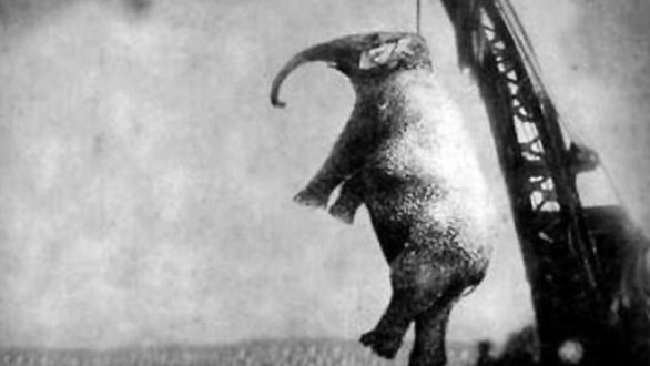 Η περίεργη και λυπητερή ιστορία του ελέφαντα που μια πόλη αποφάσισε να τον κρεμάσει