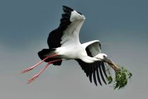 Συνάντηση του Δικτύου των Ευρωπαϊκών χωριών πελαργών-2ο Φεστιβάλ Πελαργών στον Πόρο