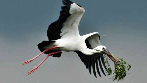 Συνάντηση του Δικτύου των Ευρωπαϊκών χωριών πελαργών-2ο Φεστιβάλ Πελαργών στον Πόρο