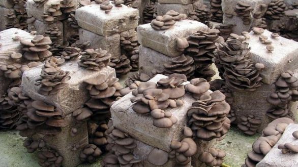 Εσπερίδα με θέμα :«Το μανιτάρι, μια εναλλακτική μορφή καλλιέργειας»