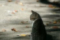 Ταυτοποιήθηκε το άτομο που απεικονίζεται σε βίντεο να κακοποιεί γάτα στην Κομοτηνή