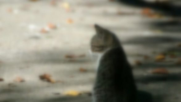 Ταυτοποιήθηκε το άτομο που απεικονίζεται σε βίντεο να κακοποιεί γάτα στην Κομοτηνή
