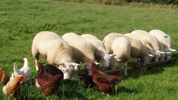 Σχέδιο 10 ημερών για την αντιμετώπιση της ευλογιάς των αιγοπροβάτων, συμφώνησαν ΥΠΑΑΤ-περιφερειάρχες