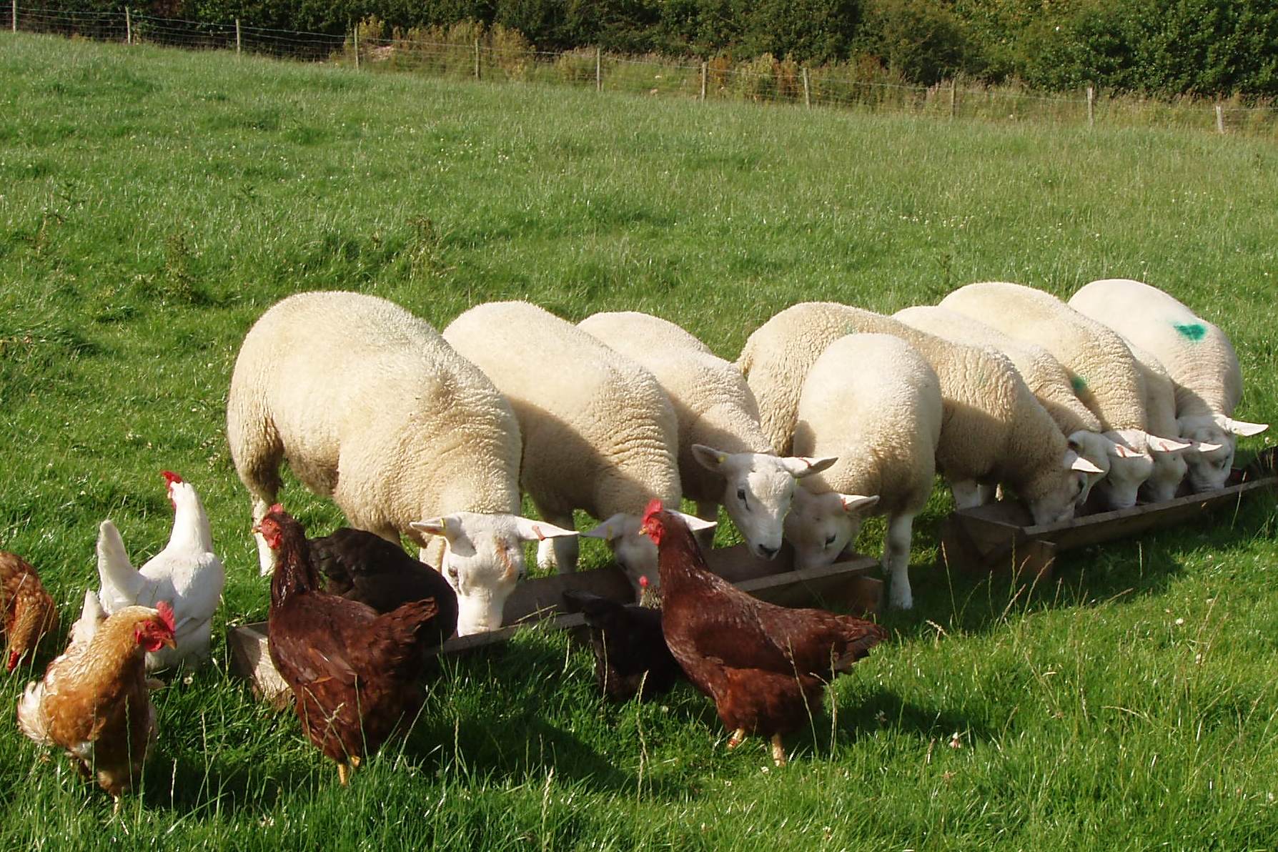 ευλογιά και γρίπη