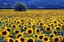 Ανακοινώθηκε η τιμή ηλίανθου από την Ε.Α.Σ. Ορεστιάδας