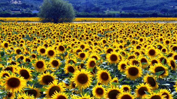 Ανακοινώθηκε η τιμή ηλίανθου από την Ε.Α.Σ. Ορεστιάδας