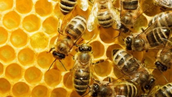 Τσίμπημα μέλισσας: Πώς βγάζεις το κεντρί με μια πιστωτική κάρτα