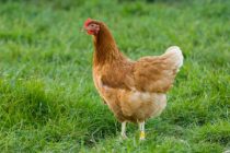 Μέτρα με αφορμή την αύξηση κρουσμάτων της γρίπης των πτηνών σε πουλερικά