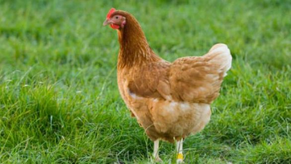 Λήψη μέτρων για γρίπη των πτηνών μετά από κρούσμα στο Χάσκοβο