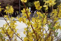 Ώσπου τέλος ένιωσα κι ας πα’ να μ’ έλεγαν τρελό,πως από ‘να τίποτα γίνεται ο παράδεισος… Οδυσσέας Ελύτης.