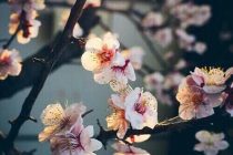 Σε λίγη ώρα ξεκινά και επίσημα η Άνοιξη!