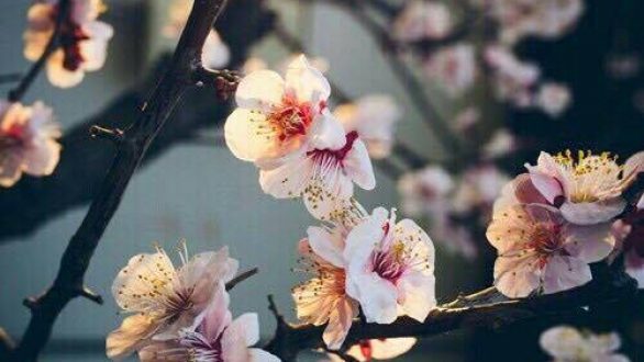 Σε λίγη ώρα ξεκινά και επίσημα η Άνοιξη!