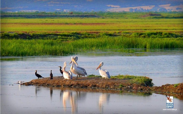 945870_646422272164127_8300120526475669321_n