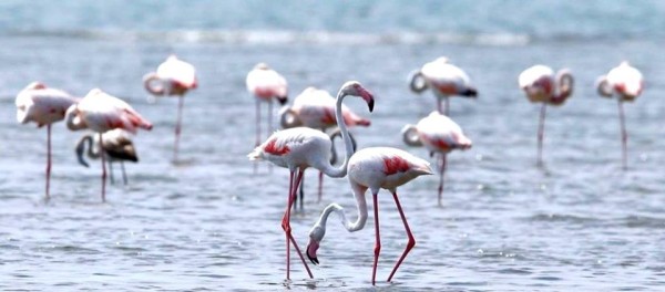 14517515_776934742446212_6381296381421672722_n