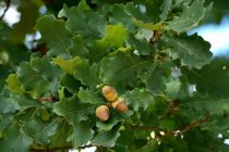 “Το Πάρκο της Βελανιδιάς”: Δεντροφύτευση στην Αλεξανδρούπολη