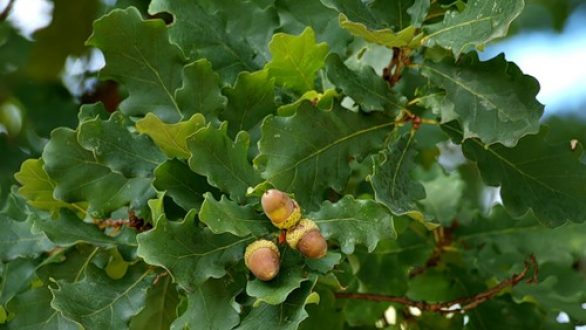 “Το Πάρκο της Βελανιδιάς”: Δεντροφύτευση στην Αλεξανδρούπολη