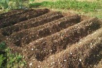 Τι σπέρνουμε τον Δεκέμβρη;