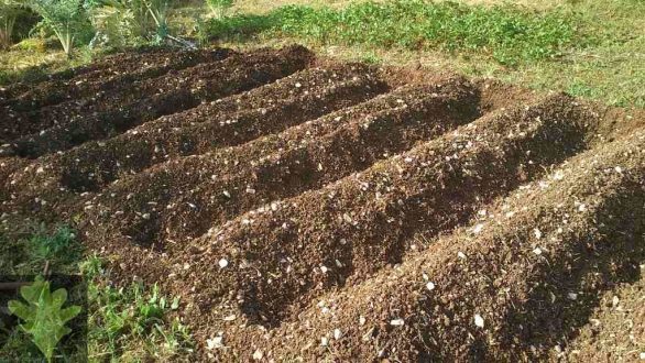 Οι αγροτικές εργασίες τον Μάιο, τι φυτεύουμε, σπέρνουμε