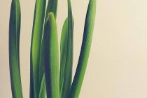 Μήνας γενεθλίων των λουλουδιών